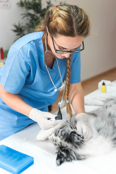 veterinarian-holding-otoscope-examining-dog-s-ear-with-otoscope-clinic